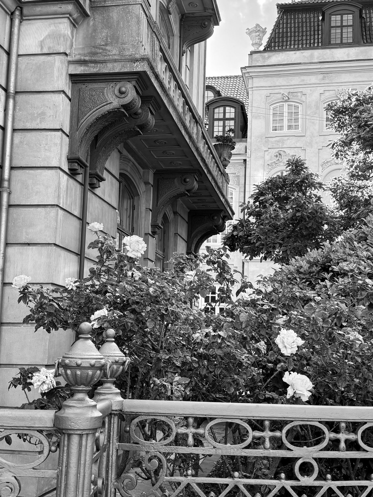 Roses in front of a mansion facade — black and white